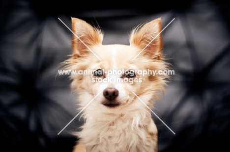 Chihuahua sitting on black chair