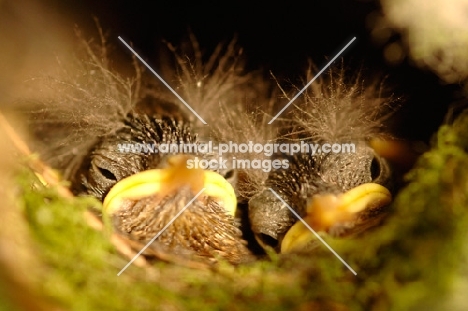 baby Wrens