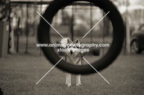 husky mix staring at the tire jump on agility course