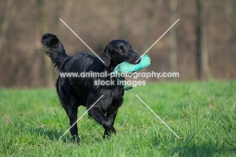 black Flat Coated Retriever with dummy