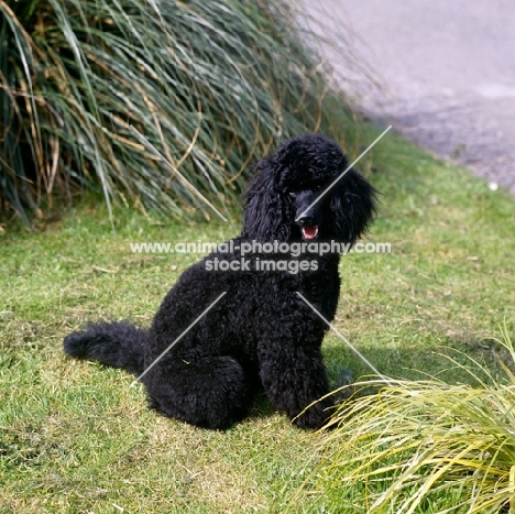 undocked  black miniature poodle in pet clip sitting down