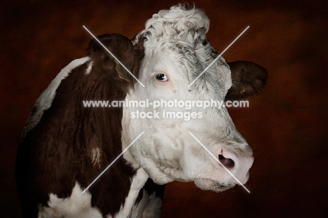 Simmental cow looking towards camera