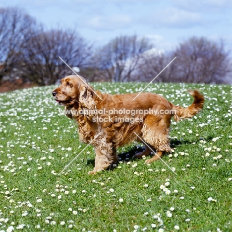 cocker spaniel, undocked, in pet trim, on grass with daisies