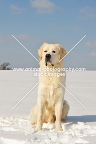 Polish Tatra Sheepdog (aka Owczarek Podhalanski) sitting in snow