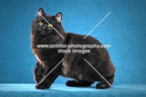 black Cymric cat in studio, 5 month old Solid Black