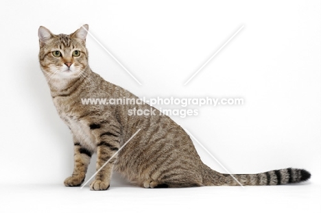 Brown Mackerel Tabby Cat, sitting