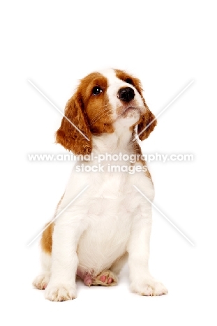 Welsh Springer Spaniel