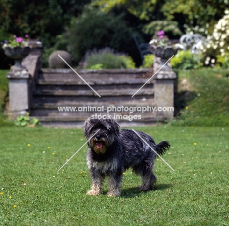 undocked miniature schnauzer in pet trim