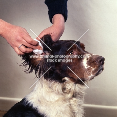 english springer spaniel having ears cleaned