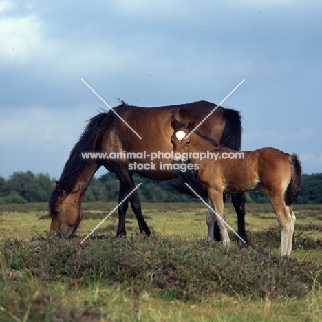 new forest mare and foal  in the new forest