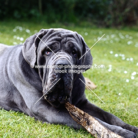 neapolitan mastiff with stick