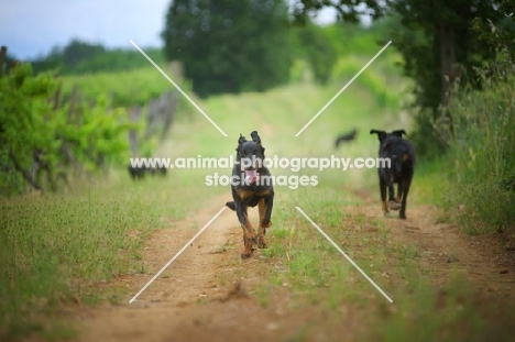 Beauceron running towards camera on a country road