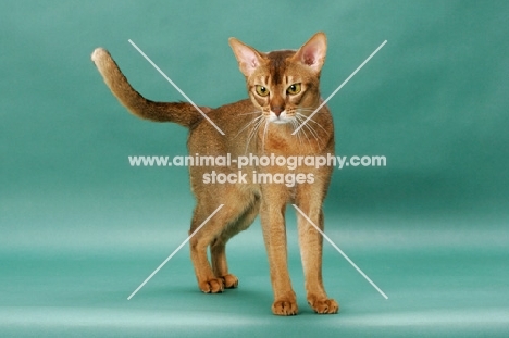 Ruddy Abyssinian, front view, on green background