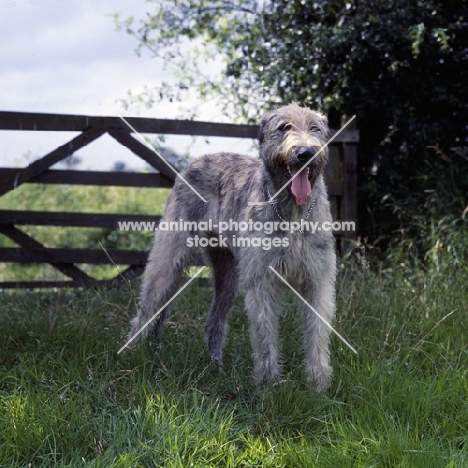 irish wolfhound by a gate fence