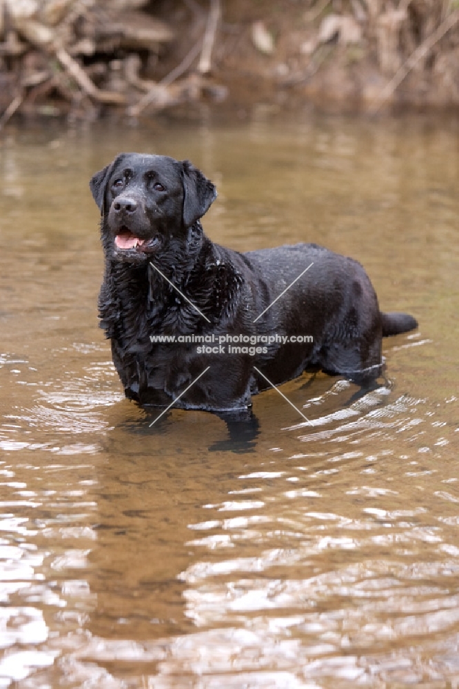 black labrador standing in stream