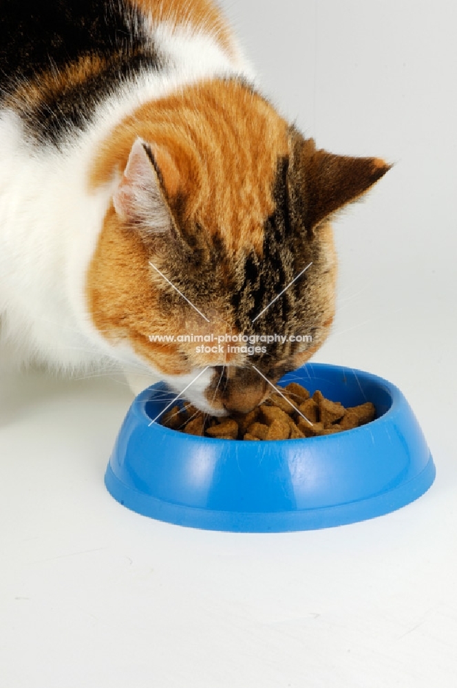non pedigree tortie and white cat eating food from blue bowl