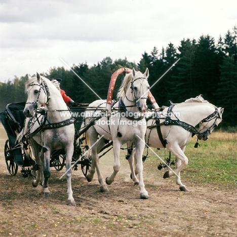 troika with three russian stallions,  tersk, orlov trotter, tersk in moscow forest