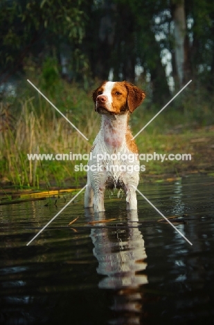 Brittany standing in water