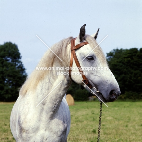 irish draught portrait