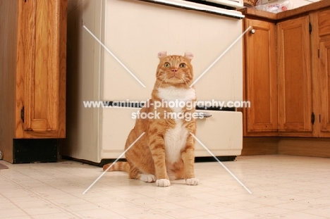 American Curl in kitchen