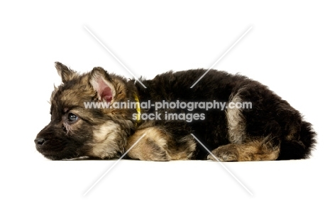 German Shepherd (aka Alsatian) puppy, resting on white background