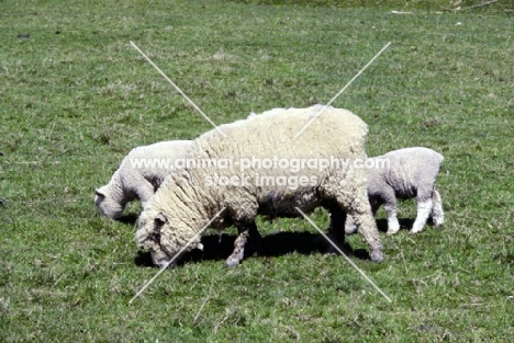 ryeland sheep grazing with two lambs