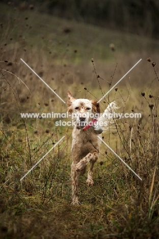 orange and white english setter running in high grass