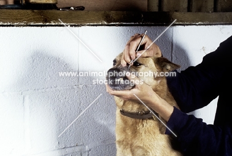 scaling an australian cattle dog's teeth