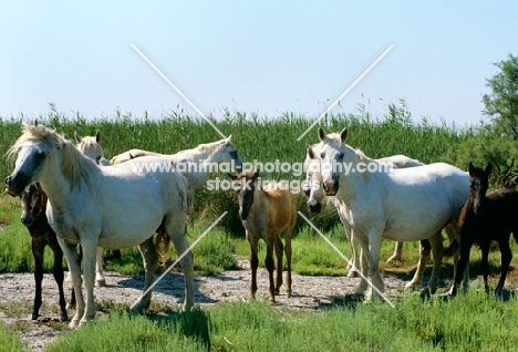 group of camargue ponies with foals