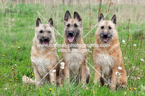 three Laekenois dogs (Belgian Shepherds) sitting down