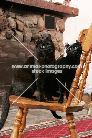 two American Curl cats on chair