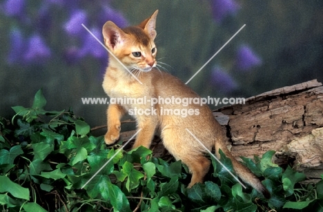 abyssinian kitten on ivy