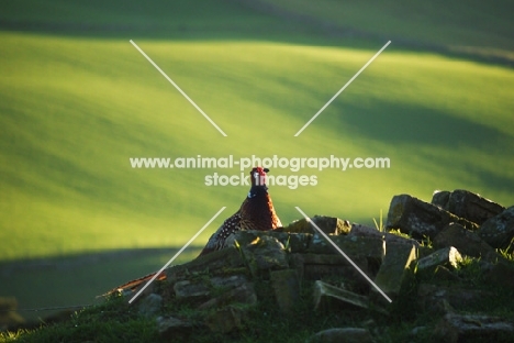 Pheasant in countryside