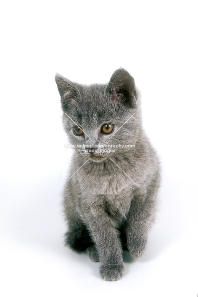 Chartreux kitten on white background