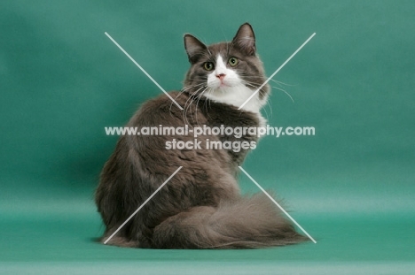 male Norwegian Forest cat, looking back, blue & white