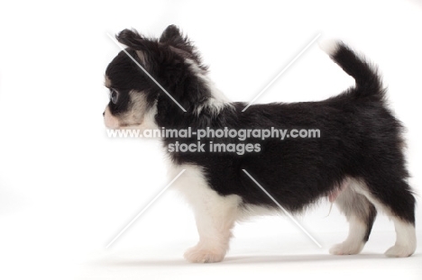 longhaired Chihuahua puppy, side view