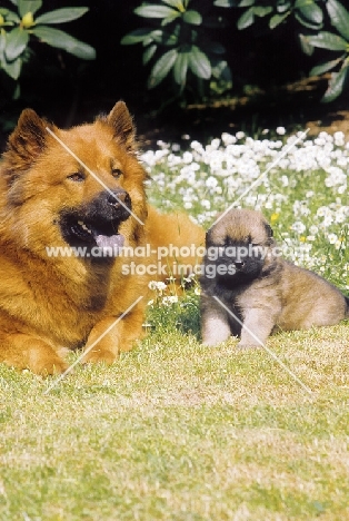 Eurasier with puppy