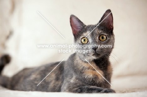 grey cat lying on white bed