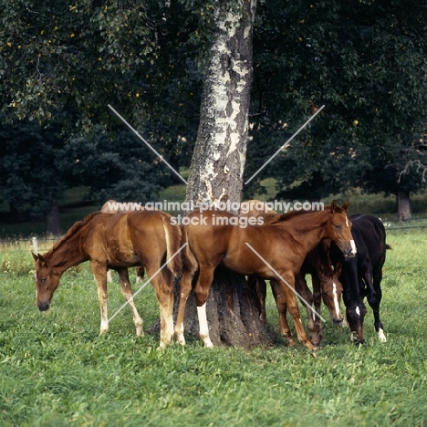 group of Wurttemberger foals rubbing on tree