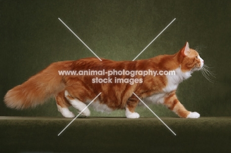 Siberian cat walking on sage green background