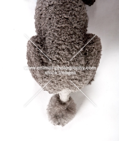 grey Standard Poodle, tail close up