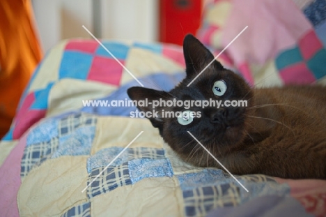 seal point cat relaxing on patchwork quilt