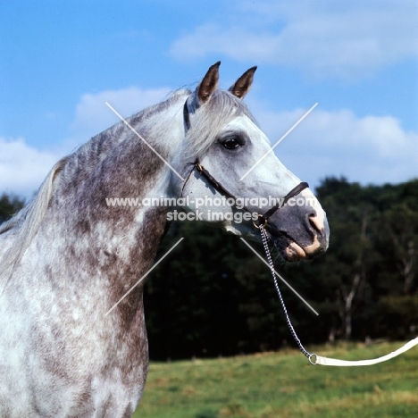 Arab stallion,  portrait