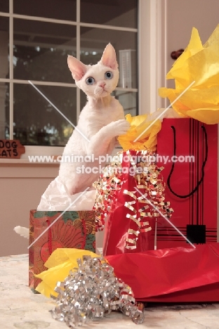 white Devon Rex behind presents