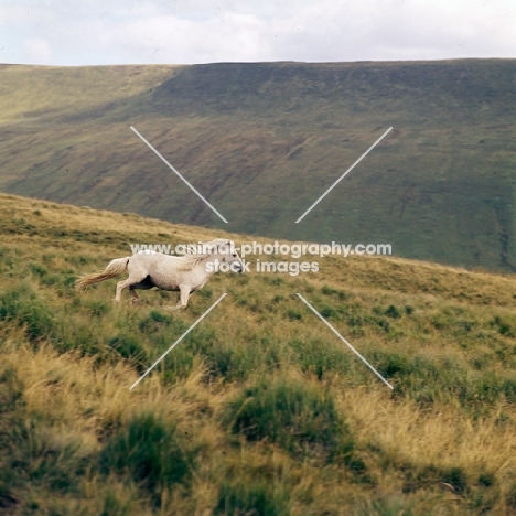welsh mountain pony galloping on brecon beacons