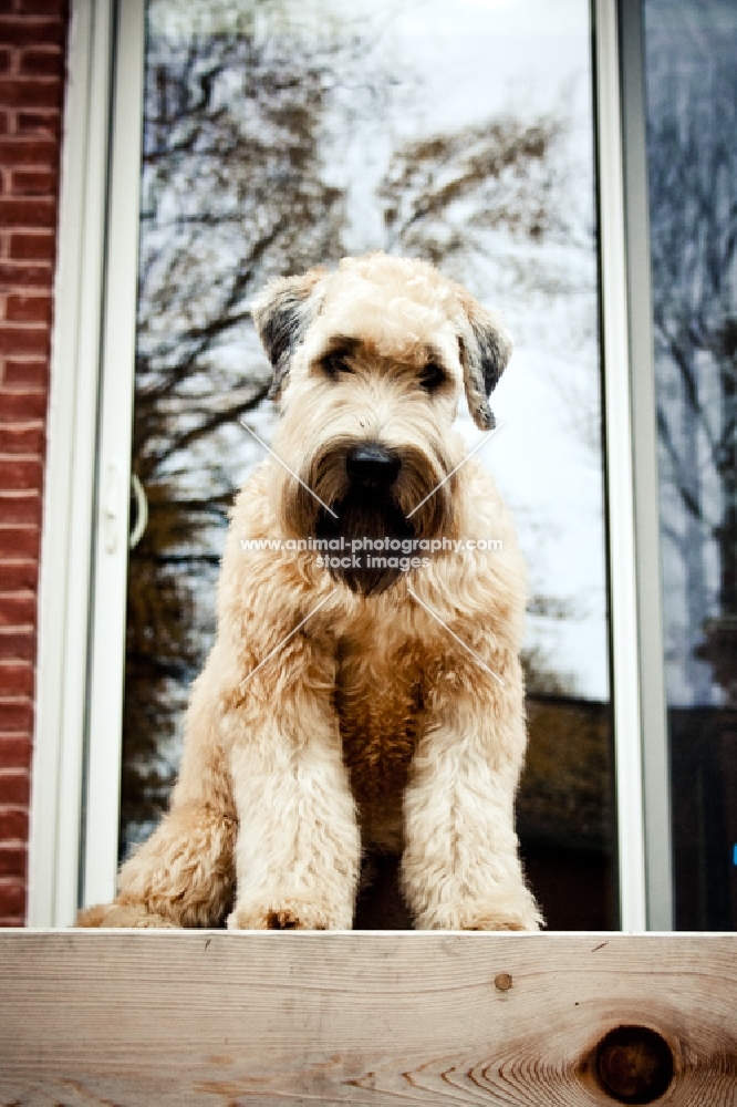 soft coated wheaten terrier sitting outside home