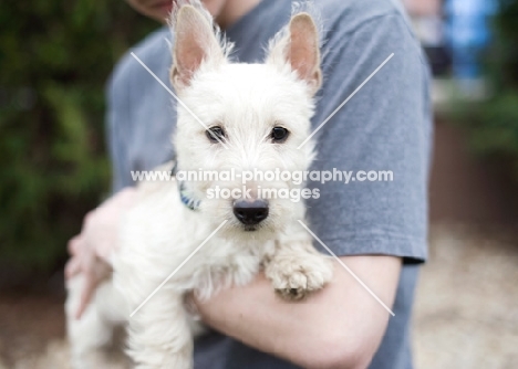 wheaten Scottish Terrier puppy in owner's arms.