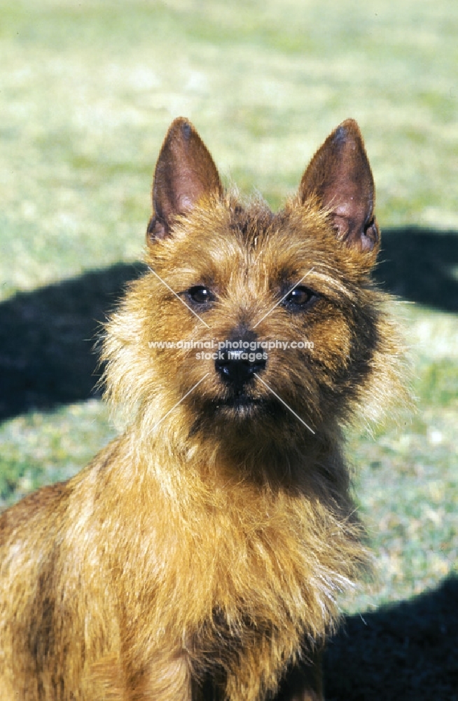 Australian Terrier portrait