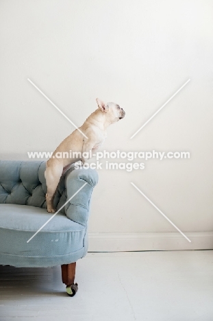 Fawn French Bulldog leaning on arm of vintage blue Chesterfield sofa.