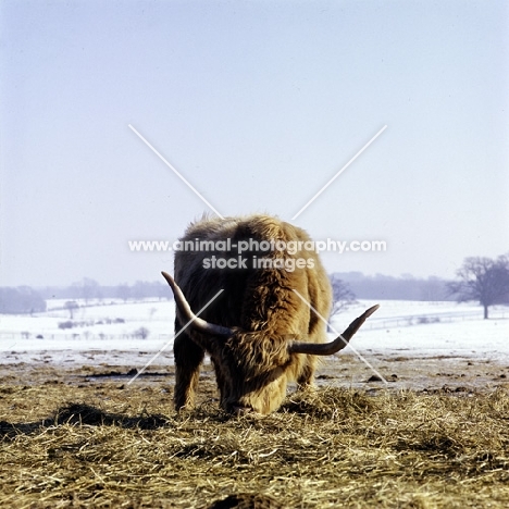 highland cow eating in snowy scene